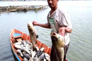 Salah seorang petani jaring apung saat menunjukan ikannya yang mati mendadak.
